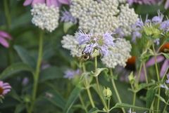 Bombus bimaculatus