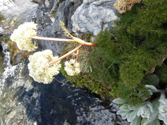 Anisotome capillifolia