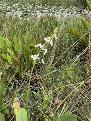 Sagittaria