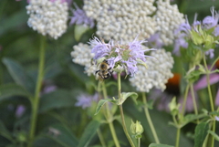 Bombus bimaculatus