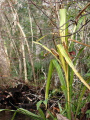 Eryngium yuccifolium