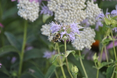 Bombus bimaculatus