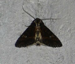 Condica albigera