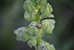 Exomala orientalis