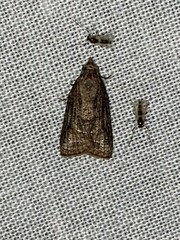 Platynota idaeusalis