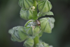 Exomala orientalis