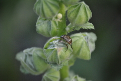 Exomala orientalis