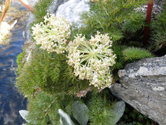 Anisotome capillifolia