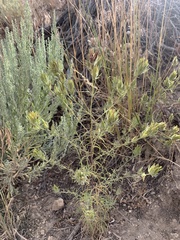 Cordylanthus ramosus