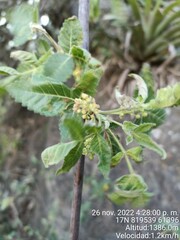 Bursera graveolens