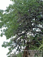 Bursera graveolens