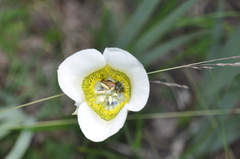 Calochortus gunnisonii