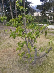 Bursera graveolens