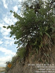 Bursera graveolens