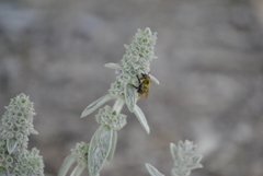 Bombus bimaculatus