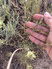 Cordylanthus ramosus