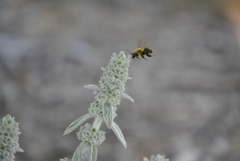 Bombus bimaculatus