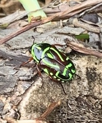 Eupoecila australasiae