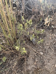 Cordylanthus ramosus