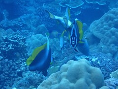Heniochus singularius