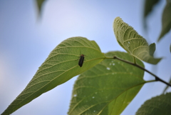 Photinus pyralis