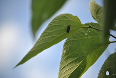 Photinus pyralis