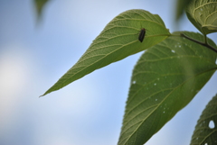 Photinus pyralis