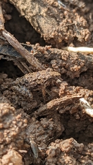 Fejervarya limnocharis