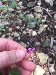 Lespedeza texana
