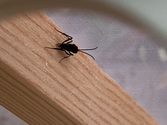 Evania appendigaster