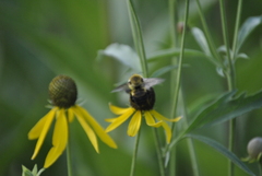 Bombus griseocollis