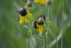 Bombus griseocollis