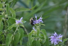Bombus griseocollis