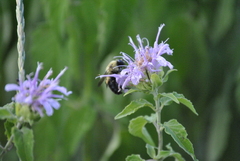 Bombus griseocollis