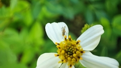 Campiglossa sororcula