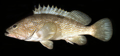 Hong Kong Grouper photo 5