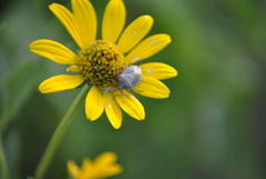 Halyomorpha halys
