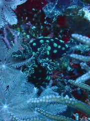 Nembrotha cristata