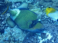 Balistoides viridescens