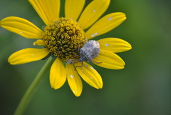 Halyomorpha halys