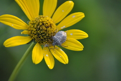 Halyomorpha halys