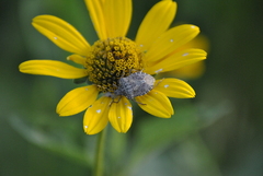 Halyomorpha halys