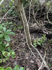 Schinus terebinthifolia