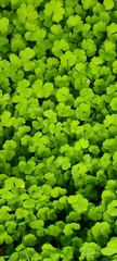 Hydrocotyle heteromeria