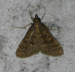 Steniodes declivalis