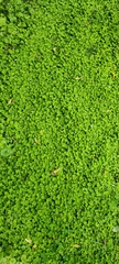 Hydrocotyle heteromeria