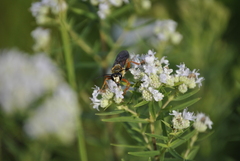 Sphex ichneumoneus