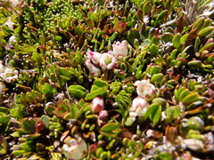 Gaultheria nubicola