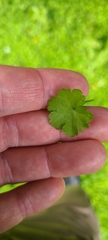 Hydrocotyle heteromeria