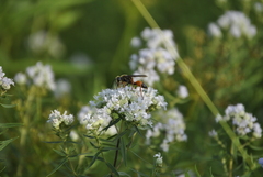 Sphex ichneumoneus